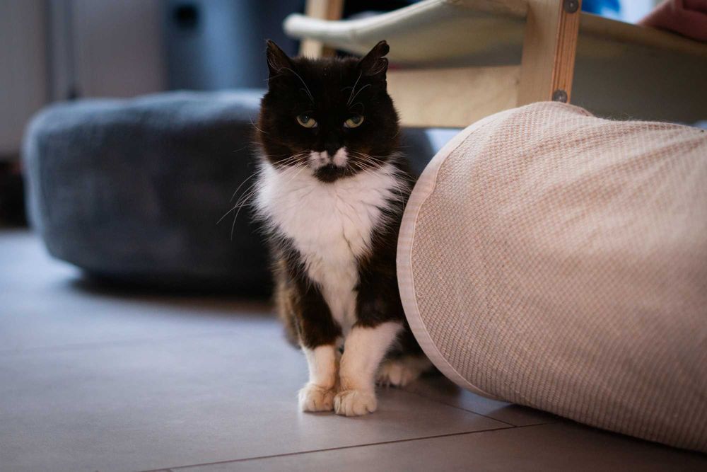 Tereska - kotka do adopcji