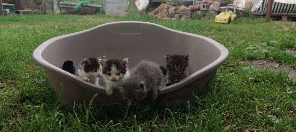 Віддам в добрі руки