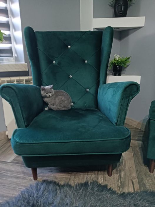 Sprzedam kota Brytyjskiego