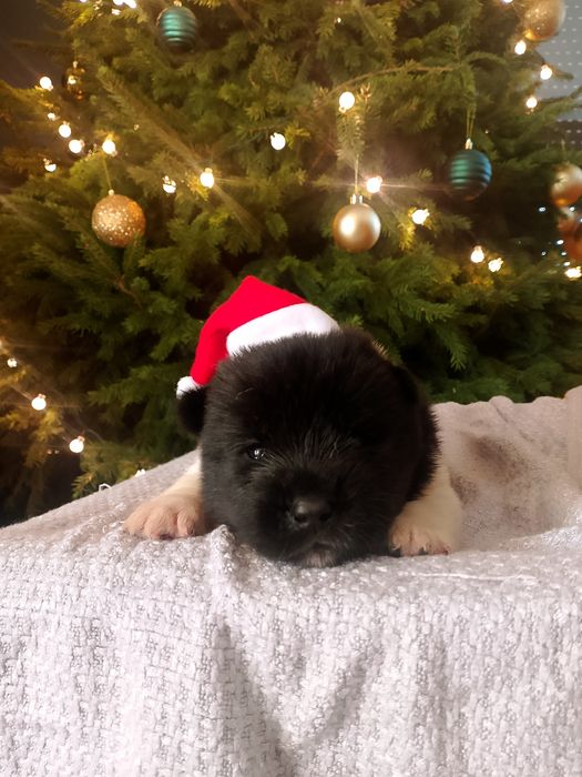 Szczeniak Akita Amerykańska - pochodzenie FCI