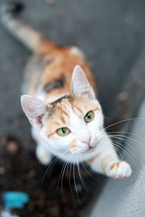 Maggie i Clara- nietuzinkowy team poleca się do adopcji. Felv+