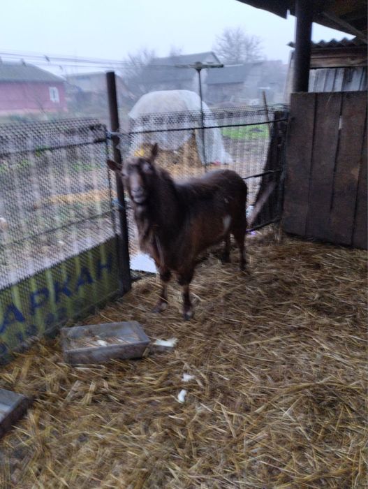 Козел альпійської породи