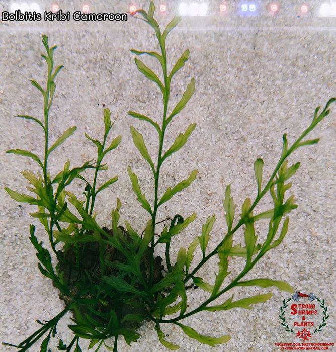 Bolbitis Kribi Cameroon Rarytas