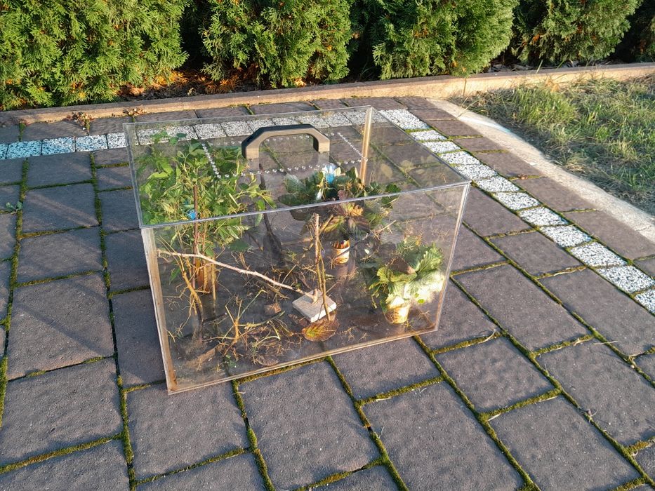 Terrarium do owadów 40x30x26cm z gałązkami wspinaczkowymi