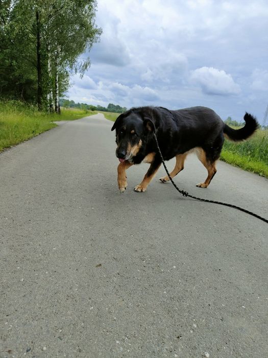 Set - grzeczny na smyczy, chętny do nauki, spragniony miłości