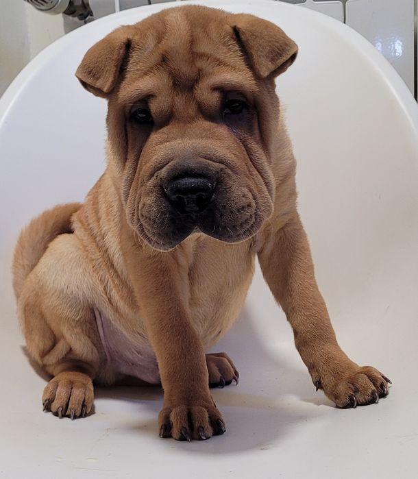 Sharpei macho bebé
