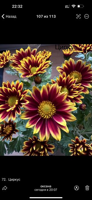 Хризантема мультифлора