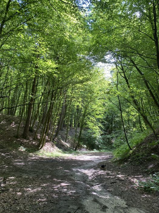 Domek do wynajęcia
