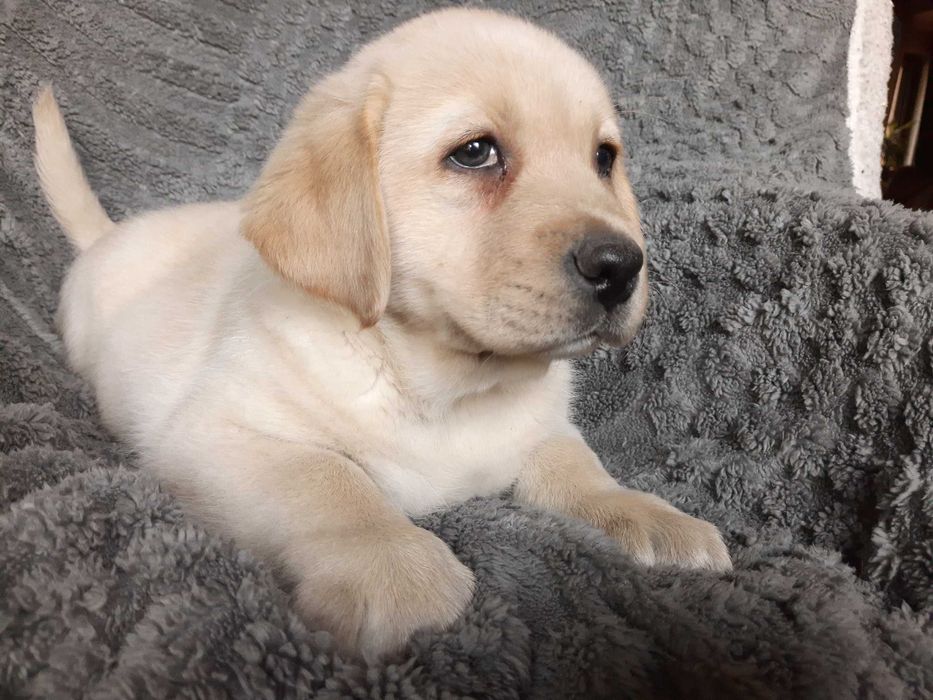 Labrador retriever, labradory żółty piesek ZKw P FCI