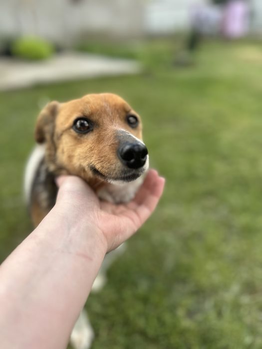 Віддам у добрі руки собаку