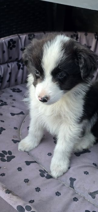 Border Collie pies