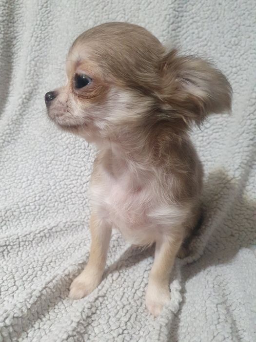 Длинношерстная девочка чихуахуа