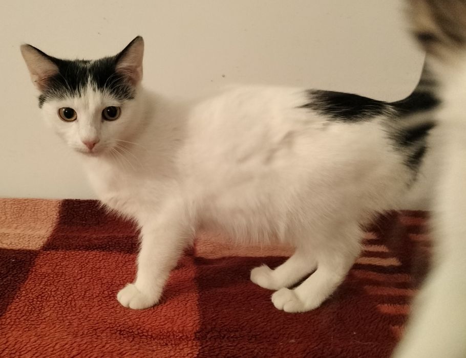 Kociaki do adopcji