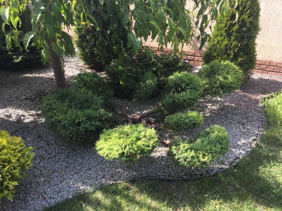 Топіарна стрижка.Нівакі.Скарифікація