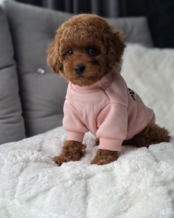 Маленька квіточка , дівчинка, той пудель