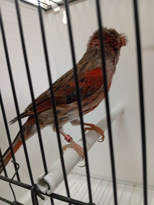 Canários machos raça