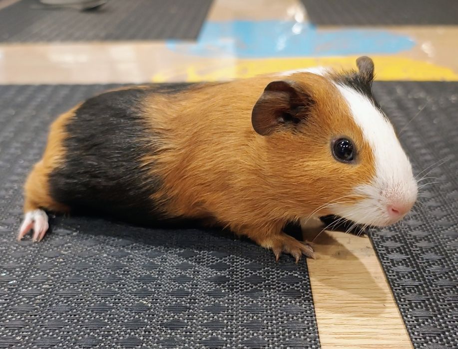 Морська свинка 1,5 міс
