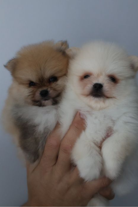 Pomeranian Szpic Miniaturowy teddy bear boo