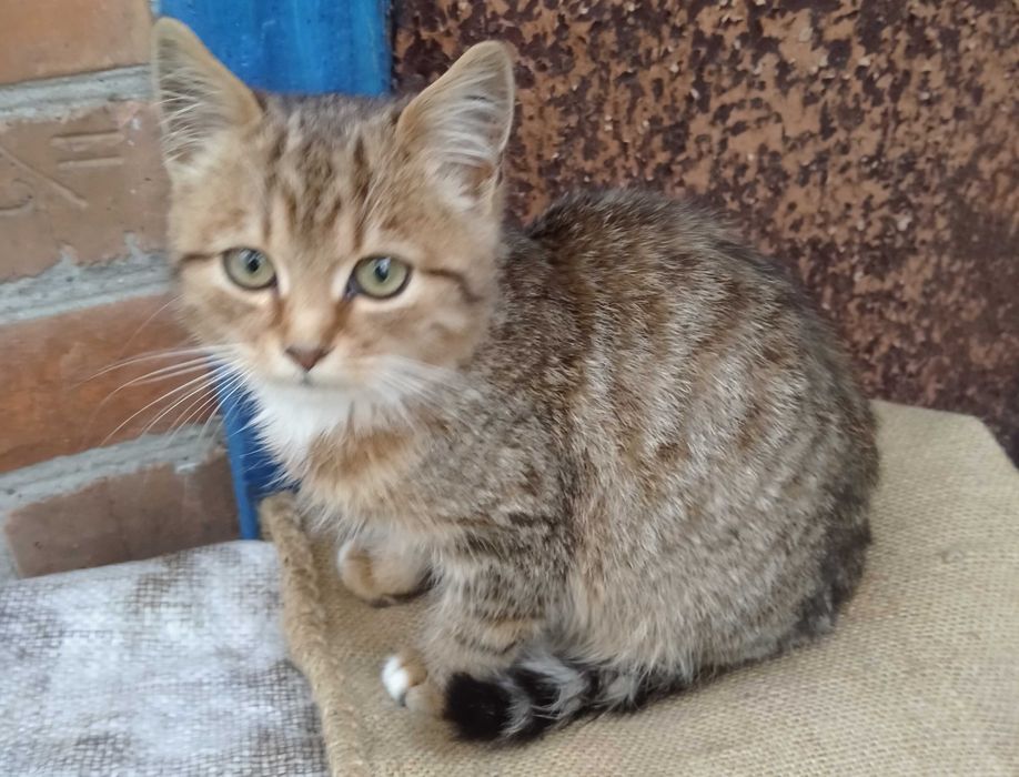 Кошеня/Коти/Котенята/котята