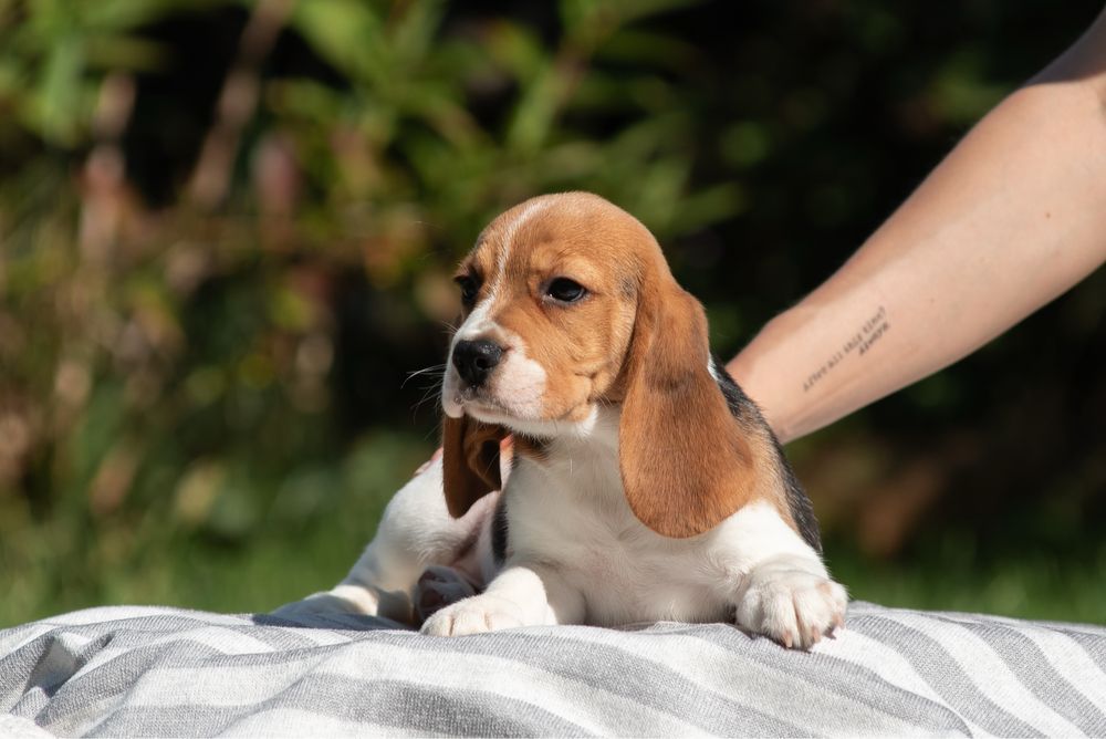 Бігль - найкращі цуценята в люблячі родини