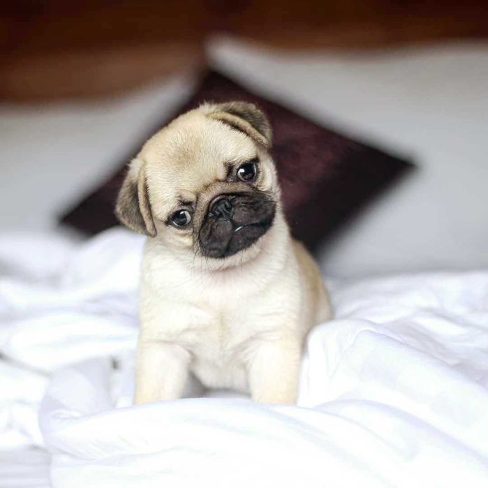 Pug Carlin  prontos para nova familia