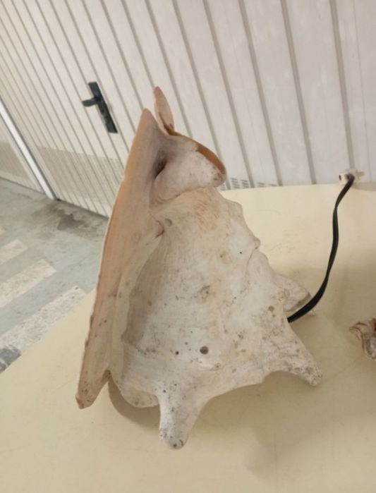 Búzio Grande Antigo Candeeiro