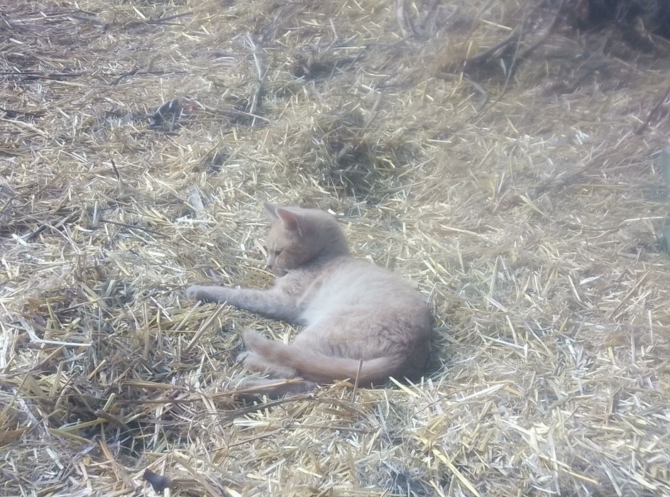 Отдам котяток, брат и сестра