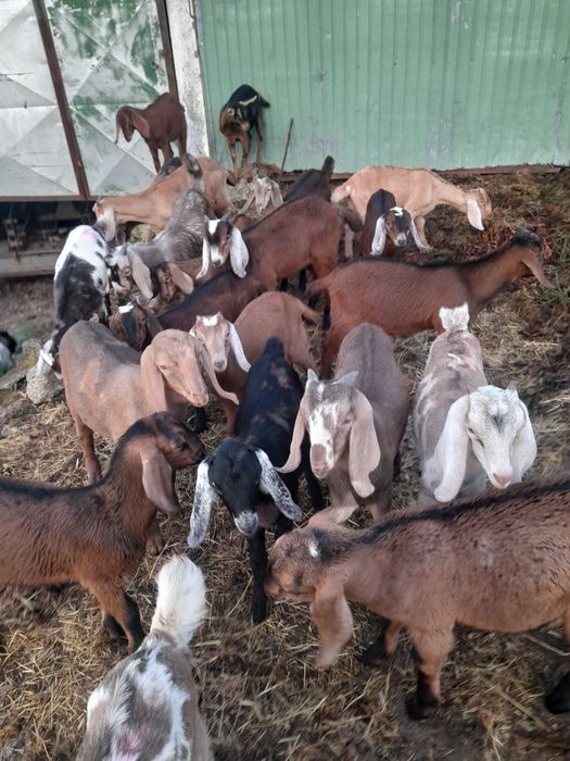 Anglo Nubianos bem criados