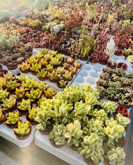 Lote de cerca de 5.000 cactos suculentas – ideal para revenda