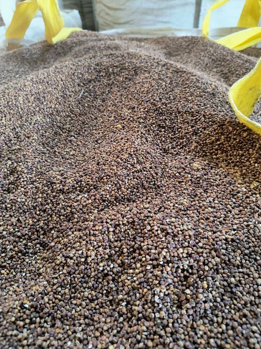 Sorgo Czerwone Lupus  Przeczyszczone