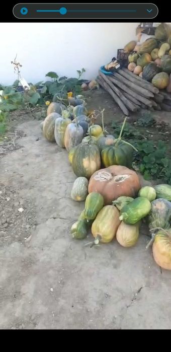 Agricultura  abobora