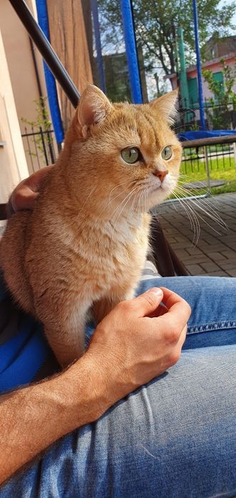 Котята британская золотая шиншилла.