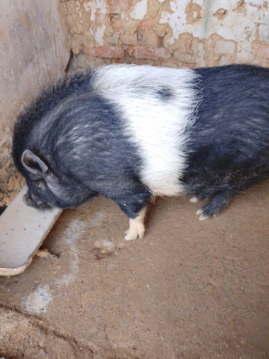 Продам робочого кнура  корейський