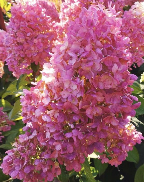 Саженцы гортензий, хвойных, декоративных, ягодных растений