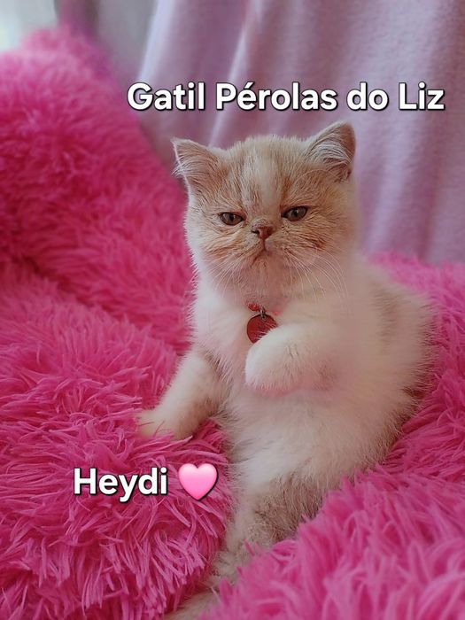 Gatinha exótica  com lop