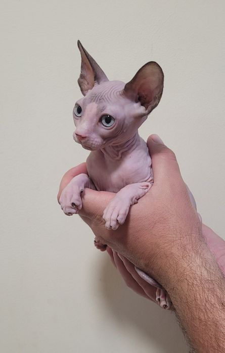 Gatinha sphynx com olhos azuis