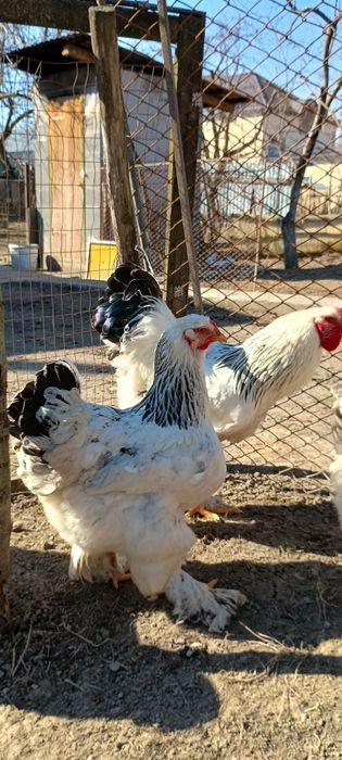 Брама брами інкубаційне яйце  кури курка курині яйця
