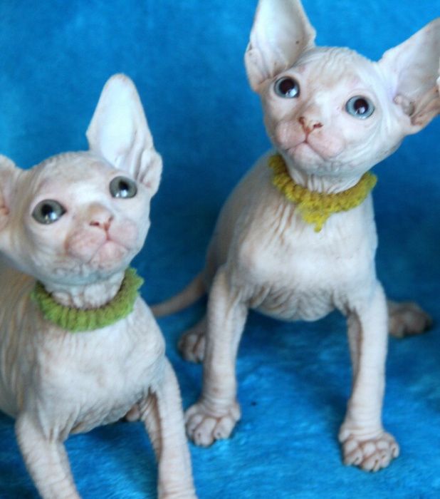 В наличие есть котята девочки и мальчики