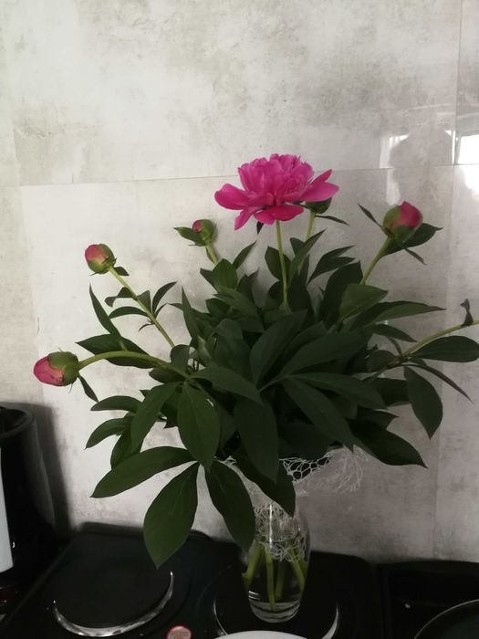 Polskie piwonie plenne odmiany