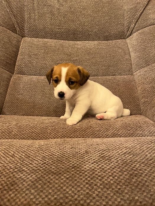 Szczeniaki Jack russell terrier