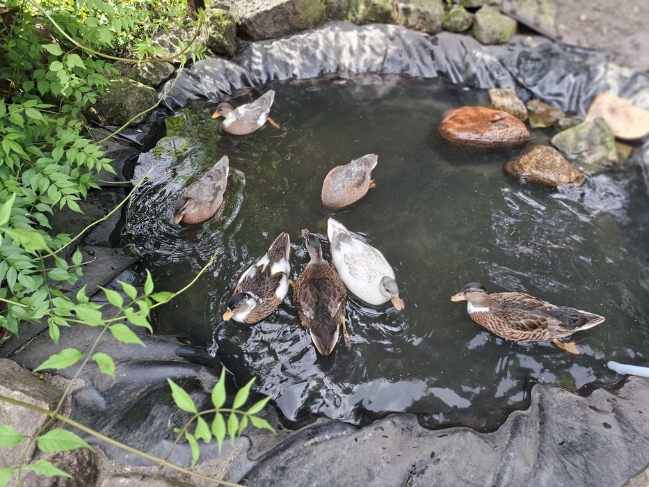 Kaczki krzyżówki miniaturowe call duck