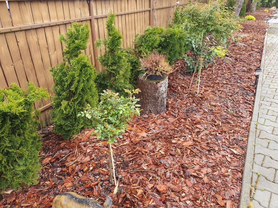 Kora sosnowa dekoracyjna ozdobna