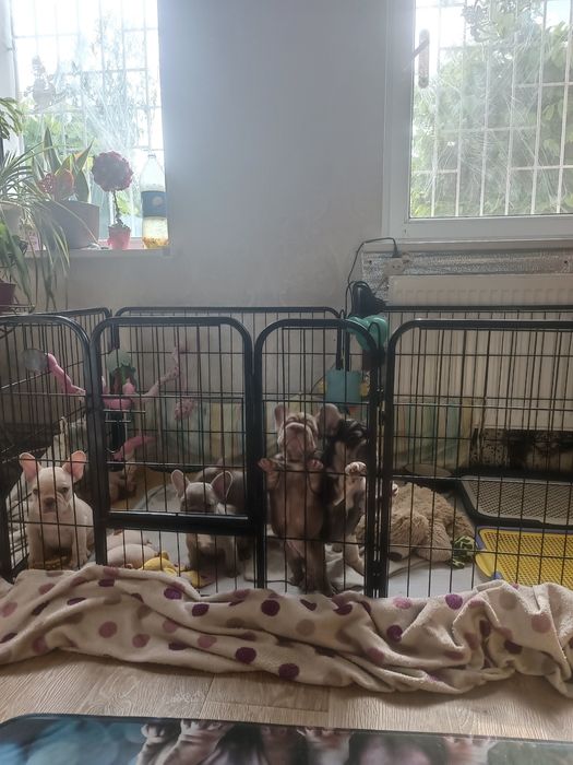 Є 4 вільних хлопчика і одна дівчинка