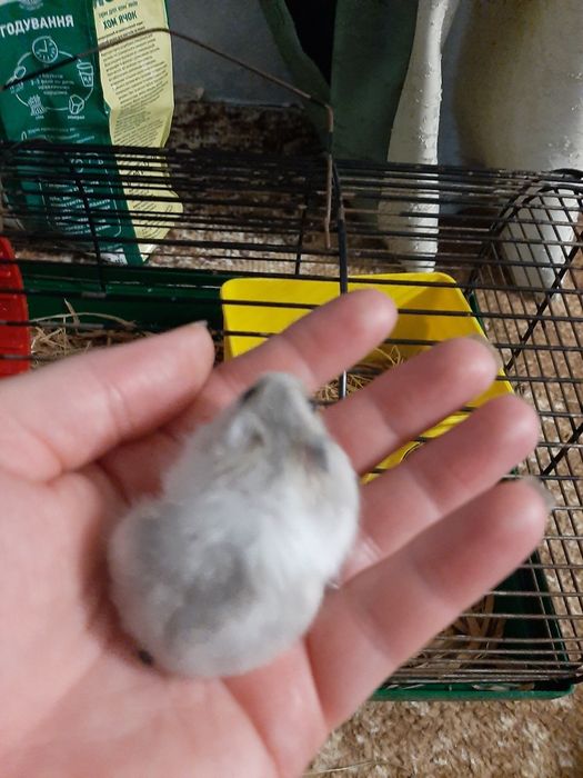 Хомячок джунгарик