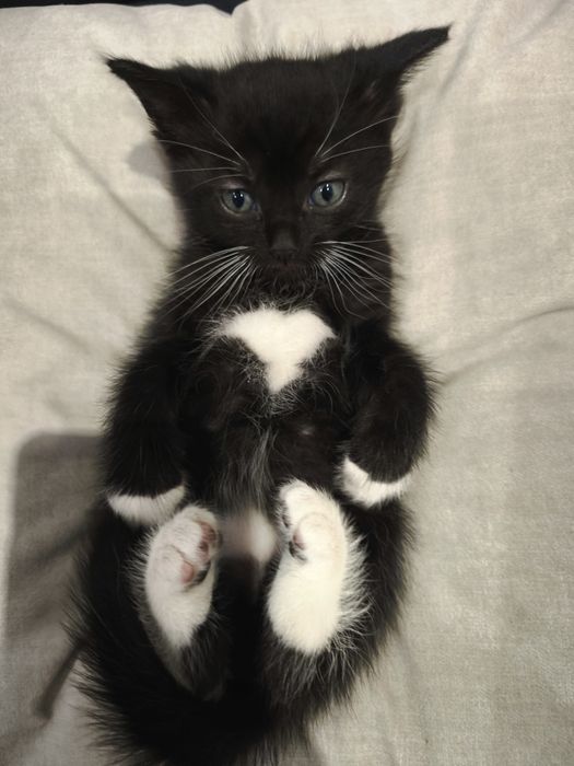 Котенок мальчик чёрно-белый 1 месяц  кошеня кошенятко