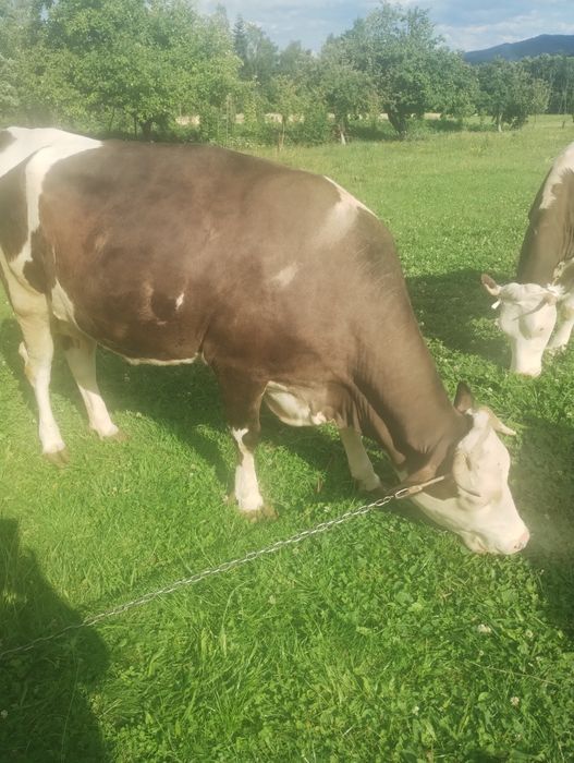 Продам молоду корову