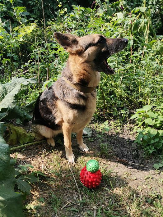 Помощь переселенцам в передержке.