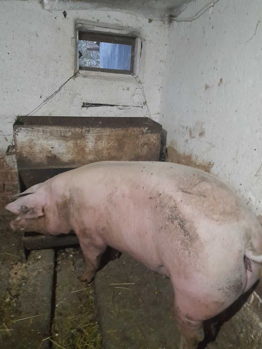 Продам свиноматку порода велика біла після одного опоросу хороша