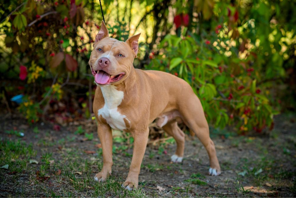 Вязка.Кривой рог.Питбуль.Есть ген.тесты.