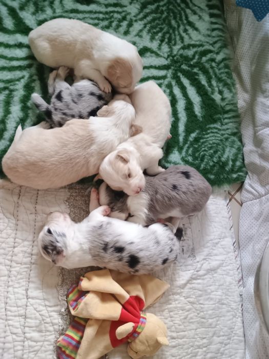 Piesek border collie blue merle ZKwP FCI